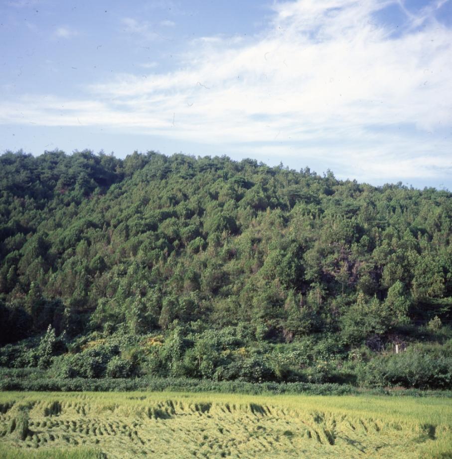 단양 영천리 측백나무 숲이미지