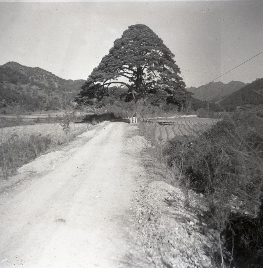 보은 속리 정이품송이미지