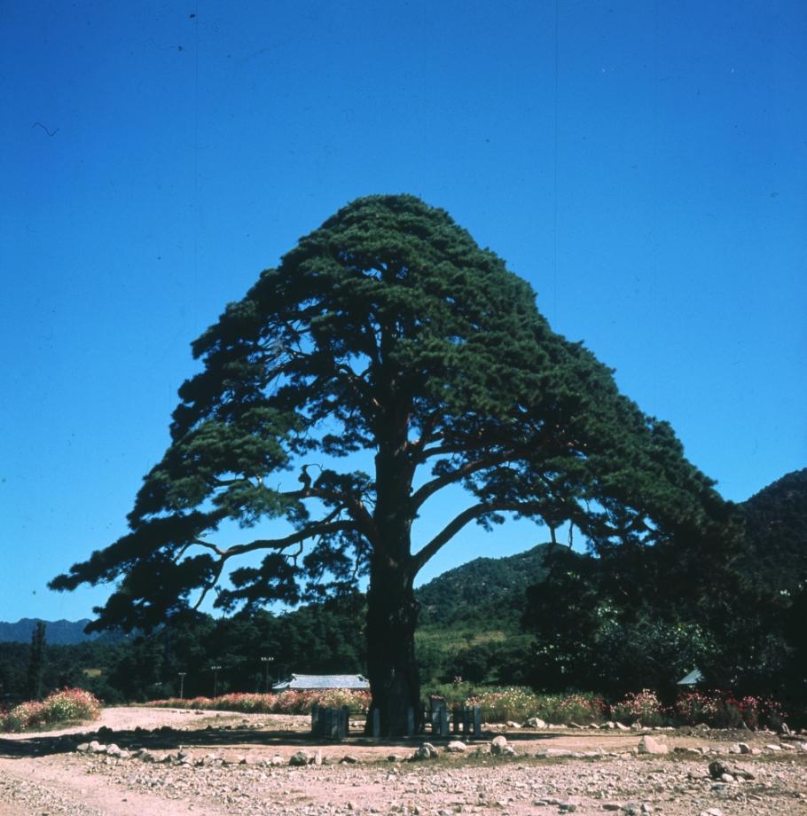 보은 속리 정이품송이미지