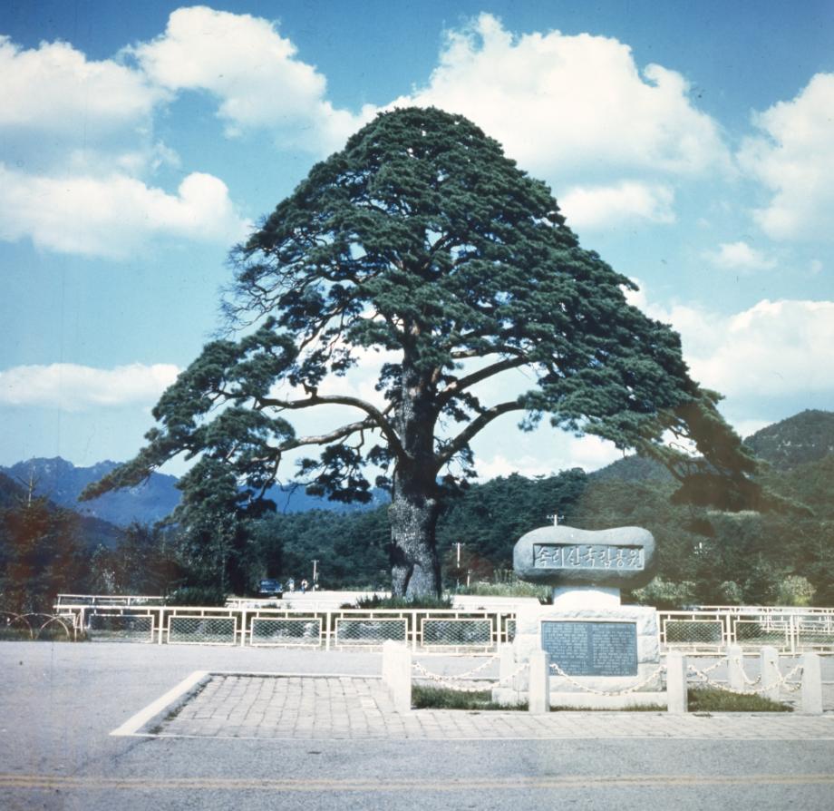 보은 속리 정이품송이미지