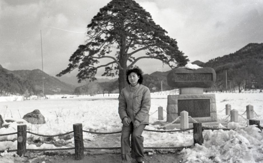 보은 속리 정이품송이미지