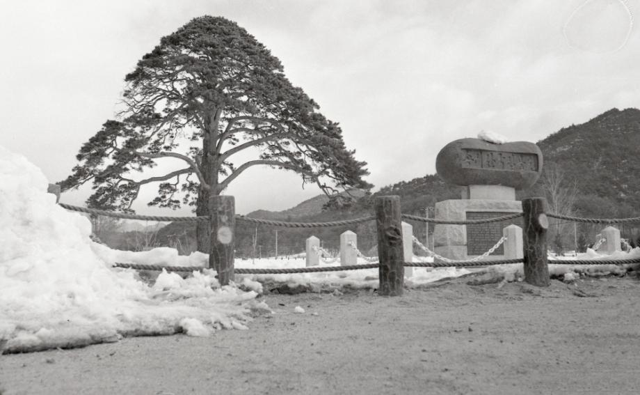 보은 속리 정이품송이미지