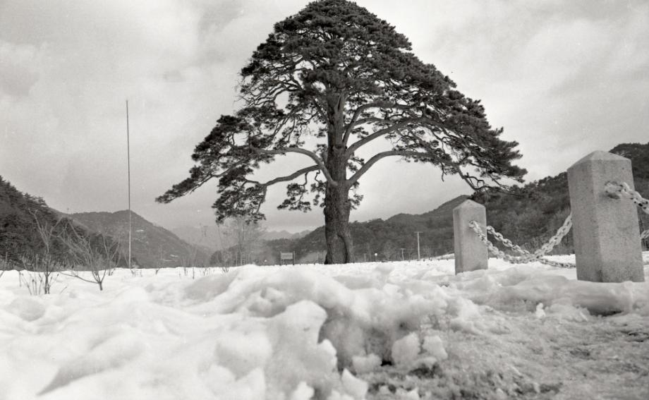 보은 속리 정이품송이미지