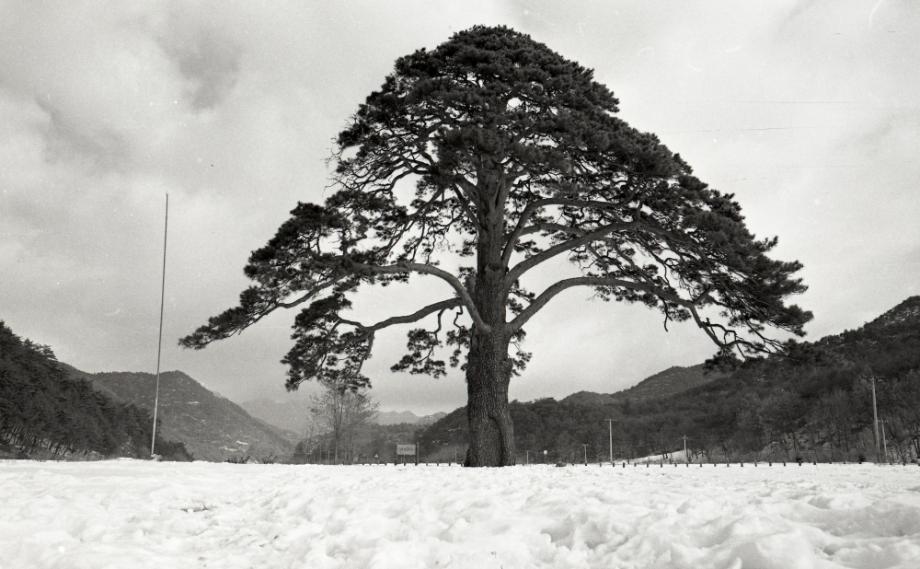 보은 속리 정이품송이미지