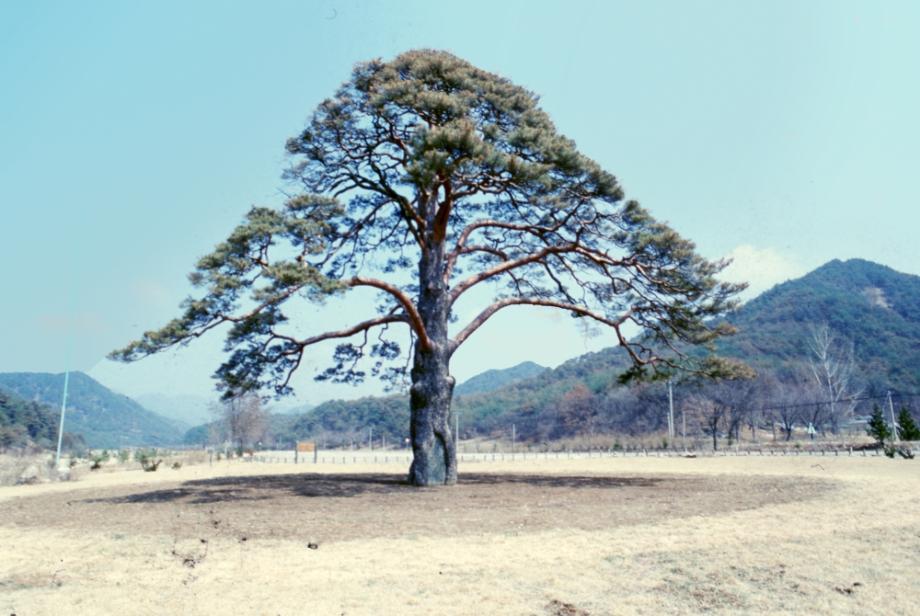 보은 속리 정이품송이미지