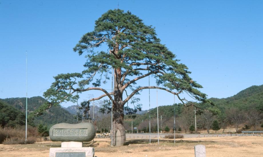 보은 속리 정이품송이미지