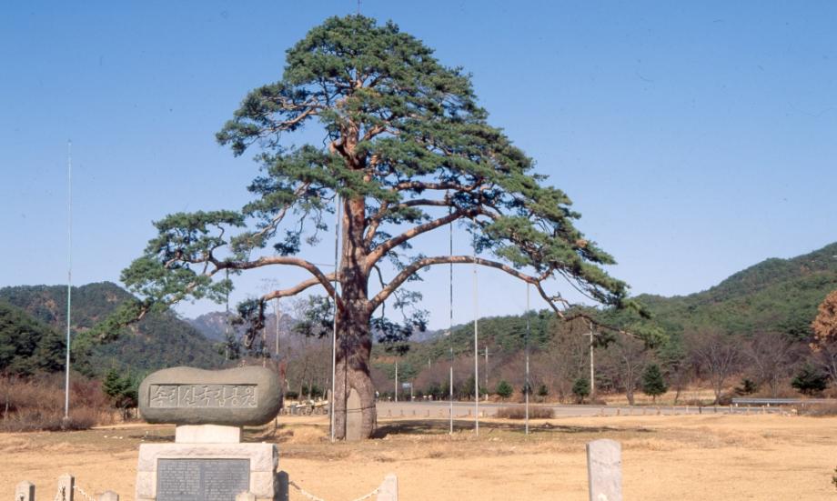 보은 속리 정이품송이미지