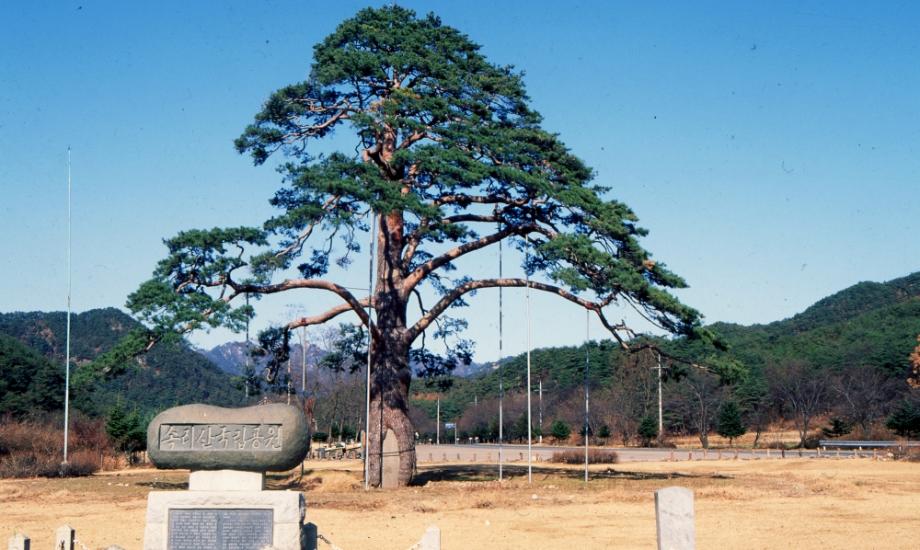 보은 속리 정이품송이미지