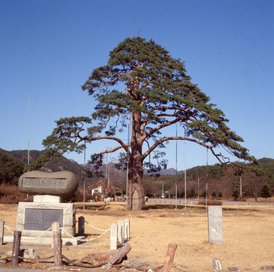 보은 속리 정이품송이미지
