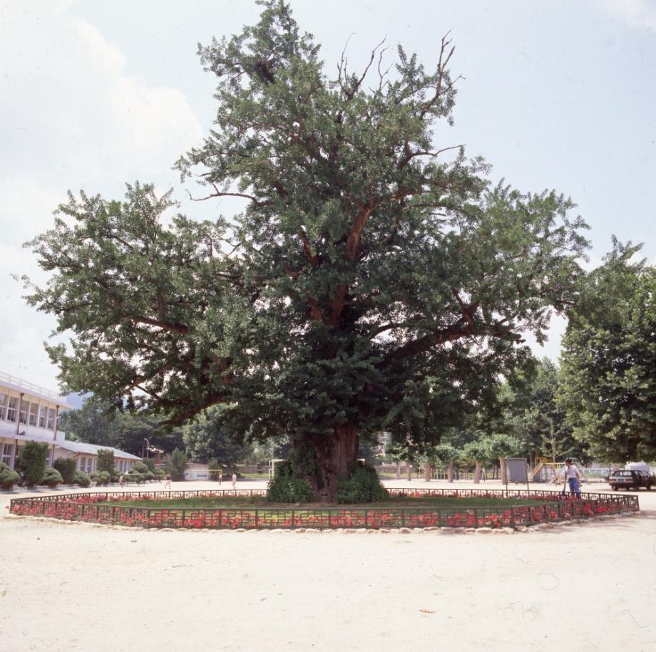 괴산 읍내리 은행나무이미지