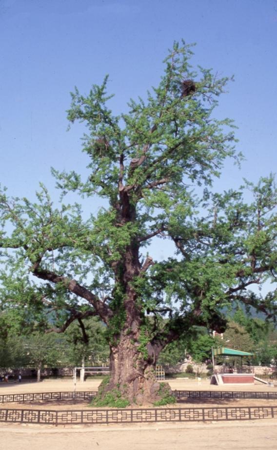 괴산 읍내리 은행나무이미지