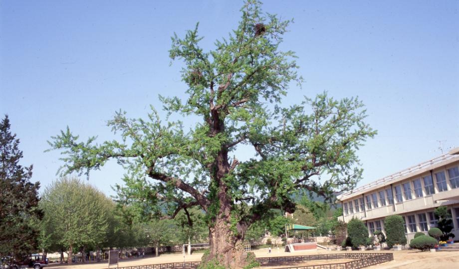 괴산 읍내리 은행나무이미지