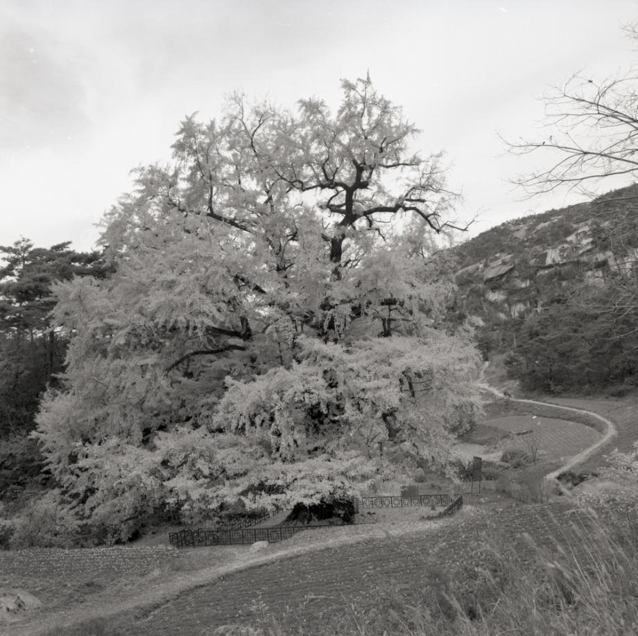 영동 영국사 은행나무이미지