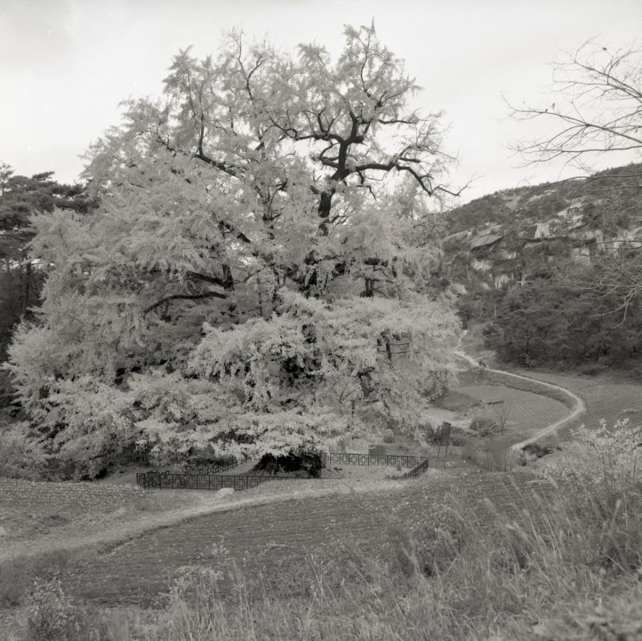 영동 영국사 은행나무이미지