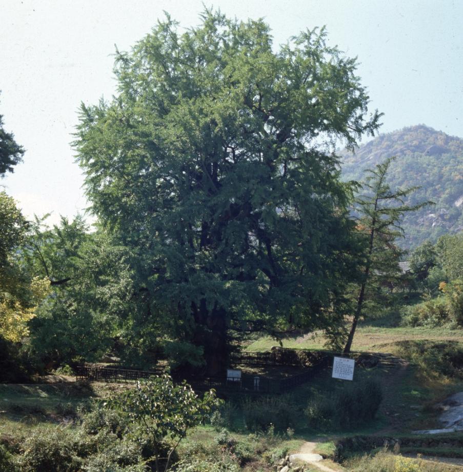 영동 영국사 은행나무이미지