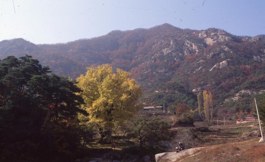 영동 영국사 은행나무이미지