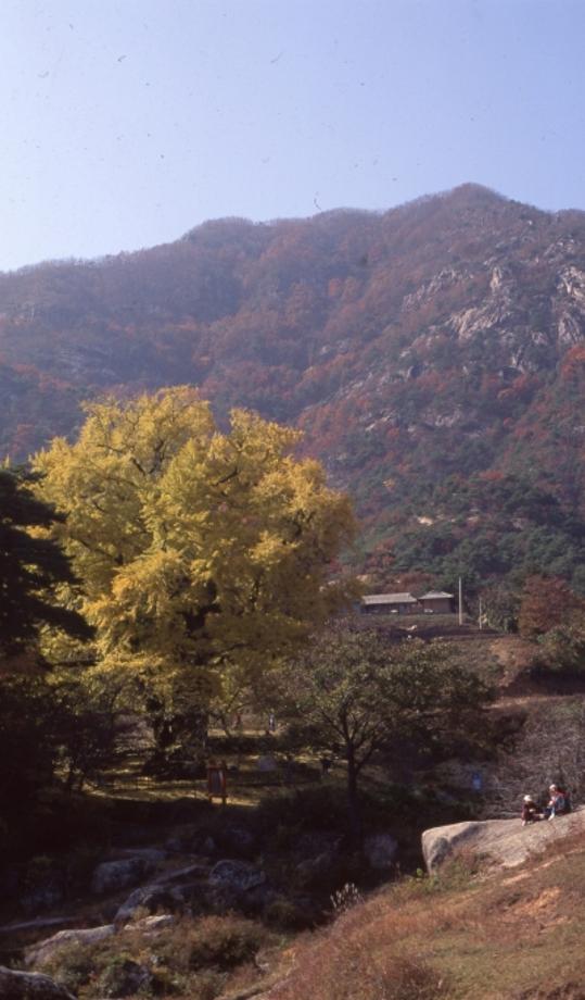 영동 영국사 은행나무이미지