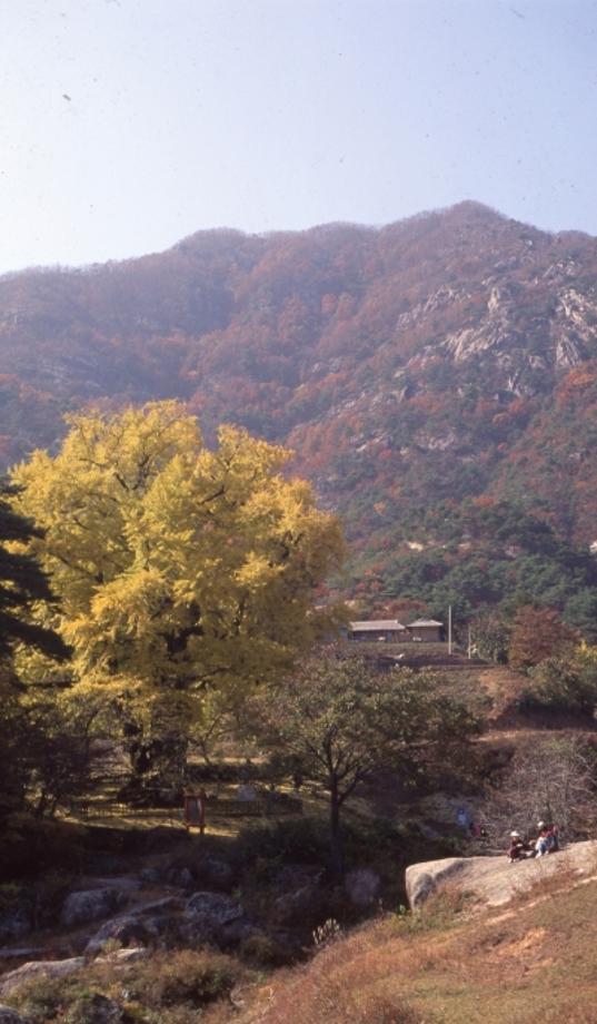 영동 영국사 은행나무이미지