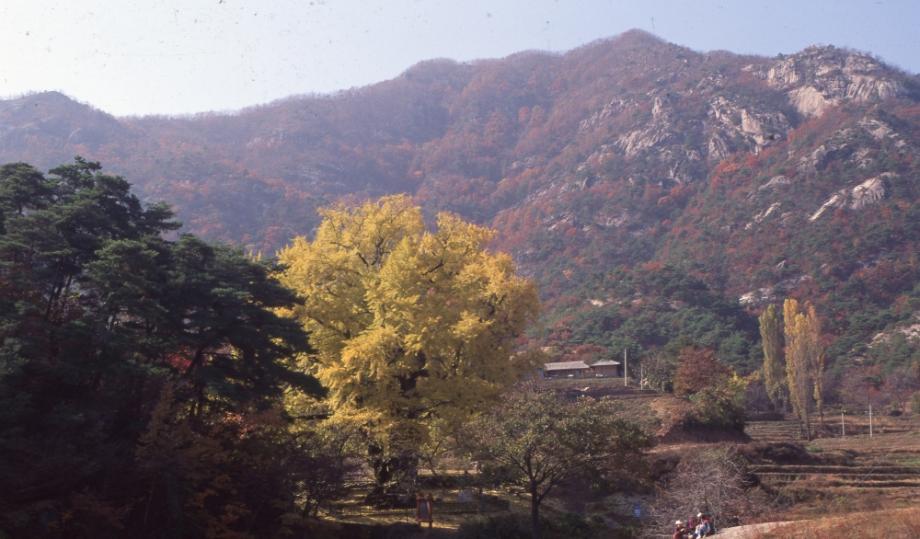 영동 영국사 은행나무이미지