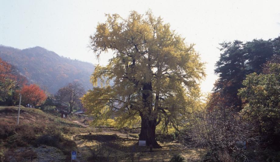 영동 영국사 은행나무이미지