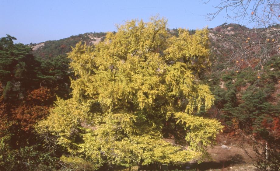 영동 영국사 은행나무이미지