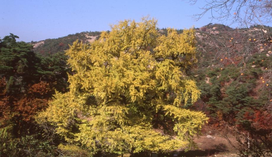 영동 영국사 은행나무이미지