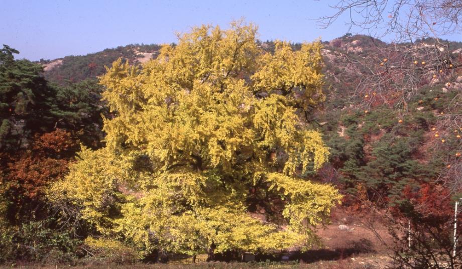 영동 영국사 은행나무이미지