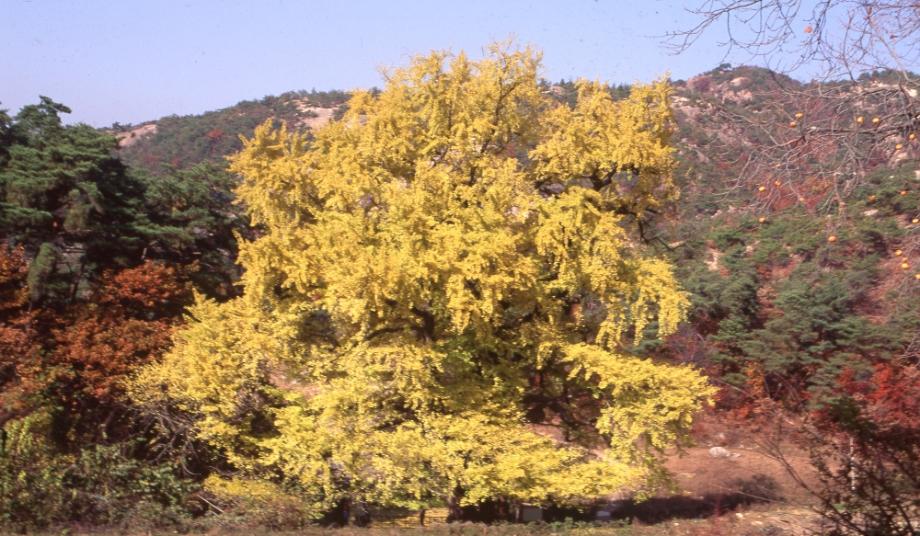 영동 영국사 은행나무이미지