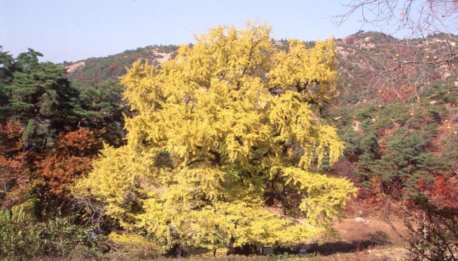 영동 영국사 은행나무이미지