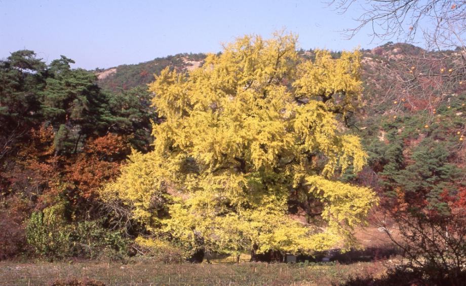 영동 영국사 은행나무이미지