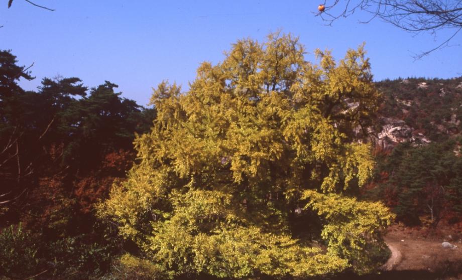 영동 영국사 은행나무이미지