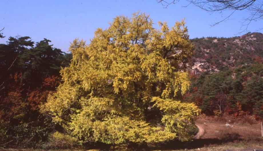 영동 영국사 은행나무이미지