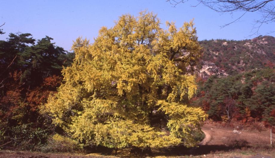 영동 영국사 은행나무이미지