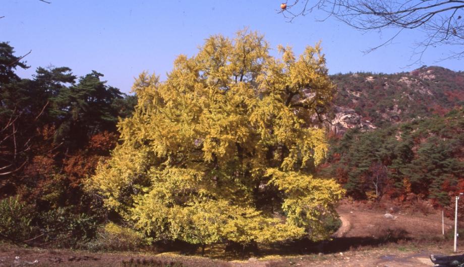 영동 영국사 은행나무이미지