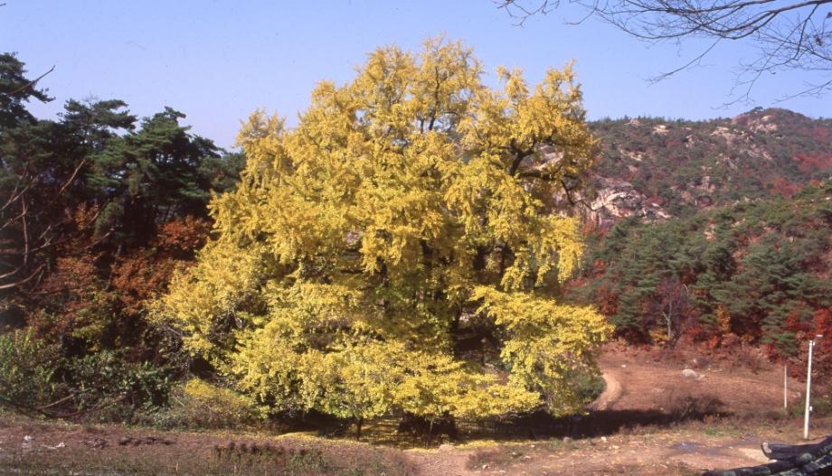 영동 영국사 은행나무이미지
