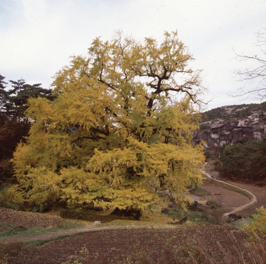 영동 영국사 은행나무이미지