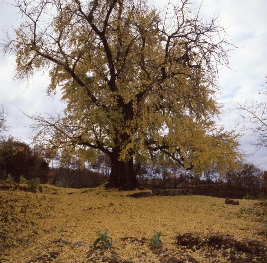 영동 영국사 은행나무이미지
