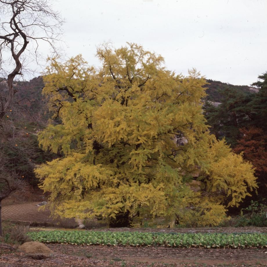 영동 영국사 은행나무이미지