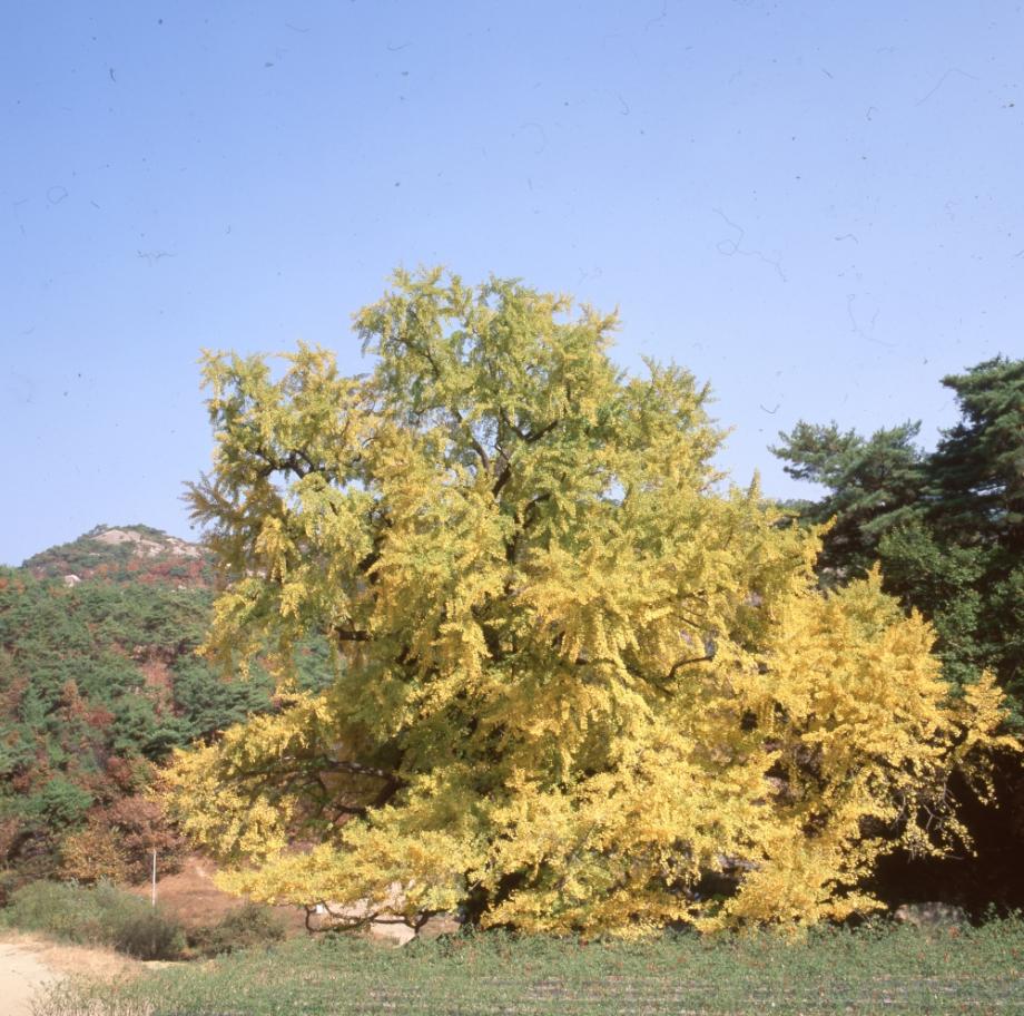 영동 영국사 은행나무이미지