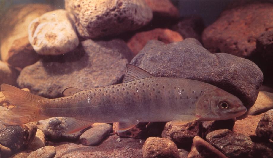 금강의 어름치이미지