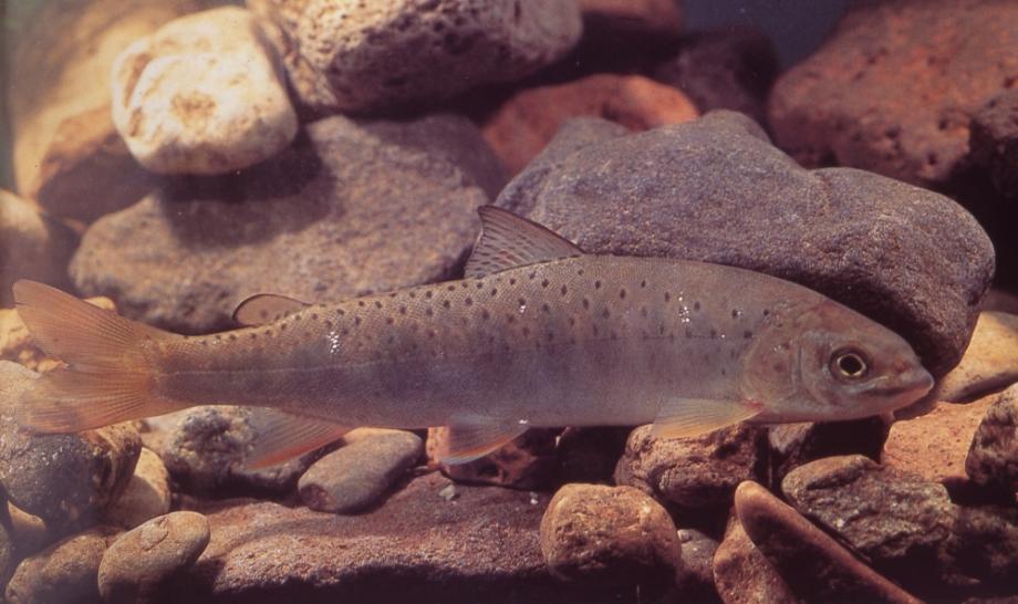 금강의 어름치이미지