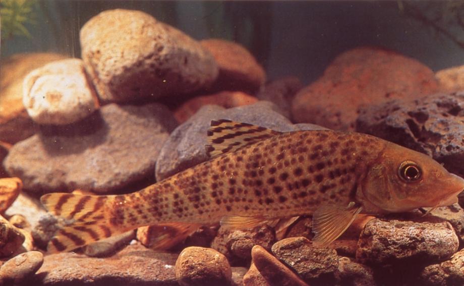 금강의 어름치이미지