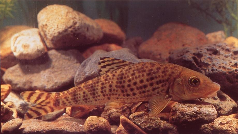 금강의 어름치이미지