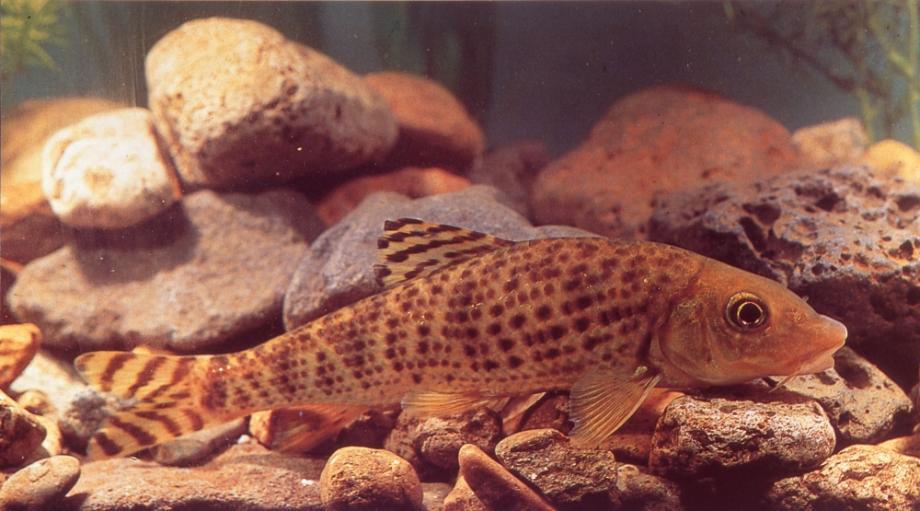 금강의 어름치이미지