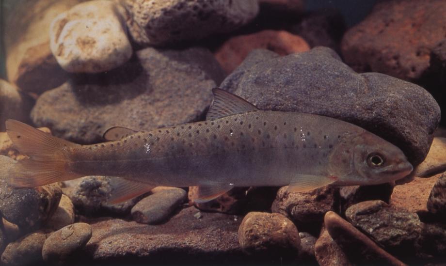 금강의 어름치이미지