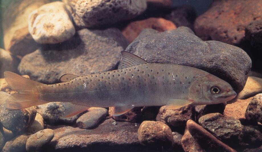 금강의 어름치이미지