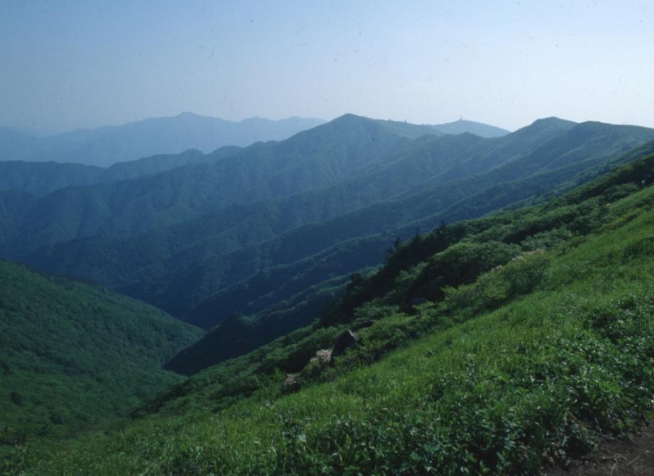 소백산 주목군락이미지