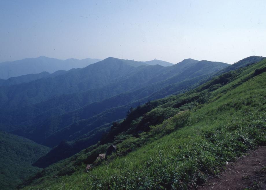 소백산 주목군락이미지