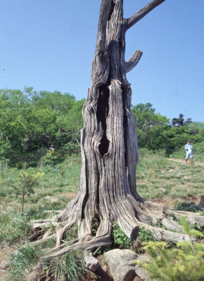 소백산 주목군락이미지