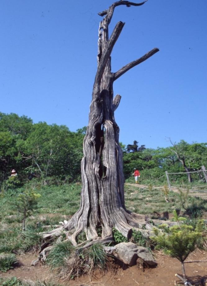 소백산 주목군락이미지